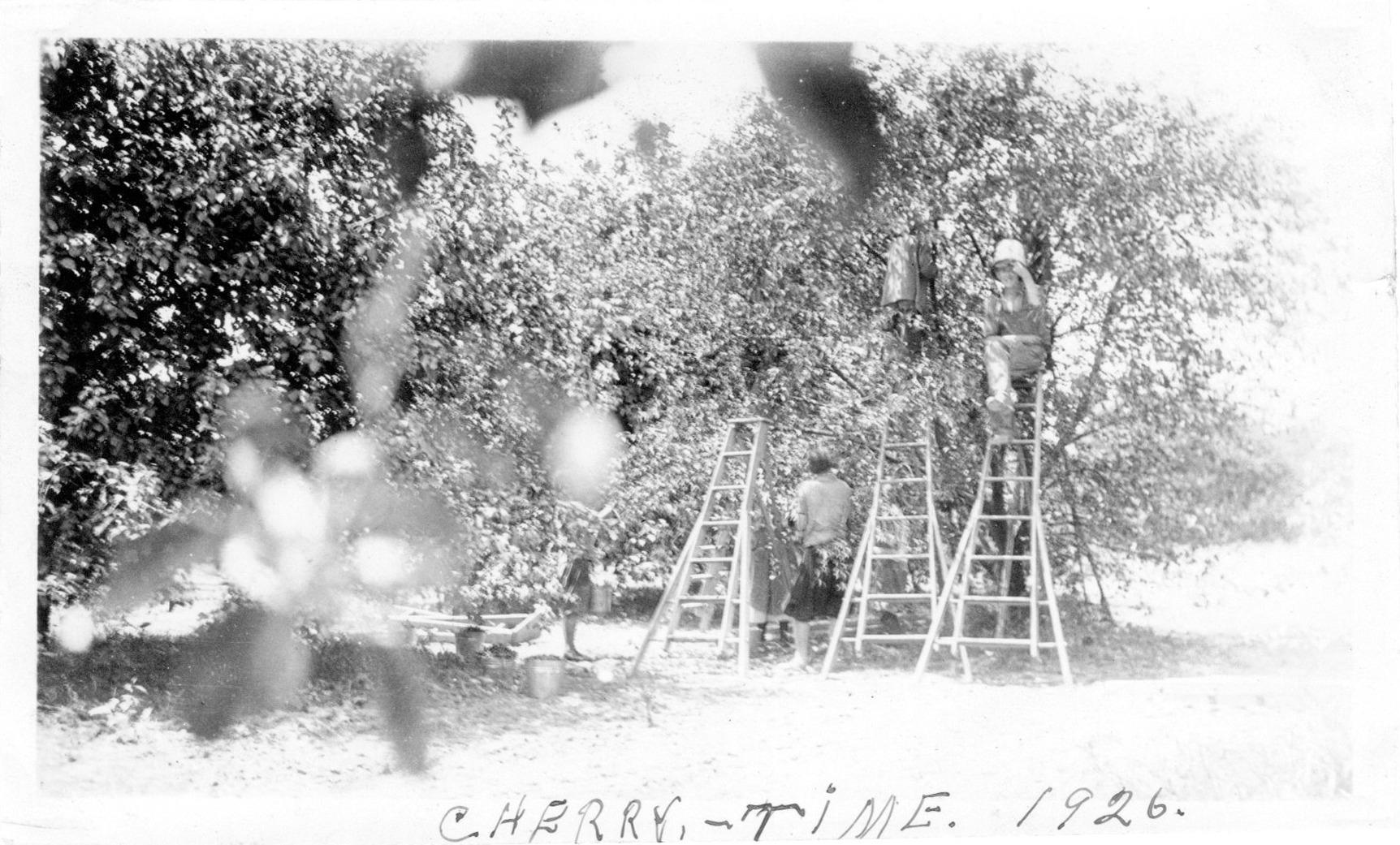 Photograph of Cherry Pickers on the Brown Fruit Farm