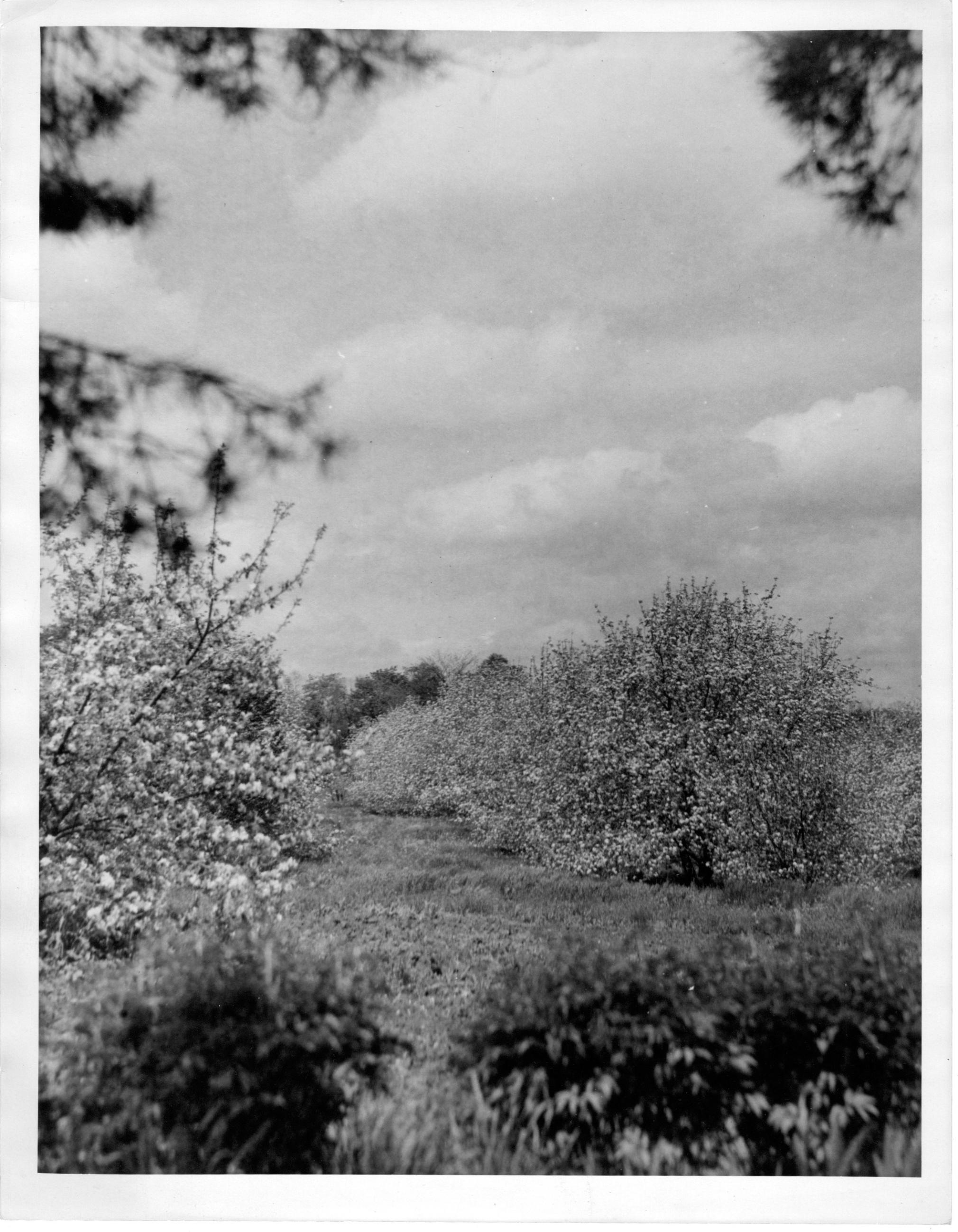 Photograph of an Orchard at the Brown Fruit Farm