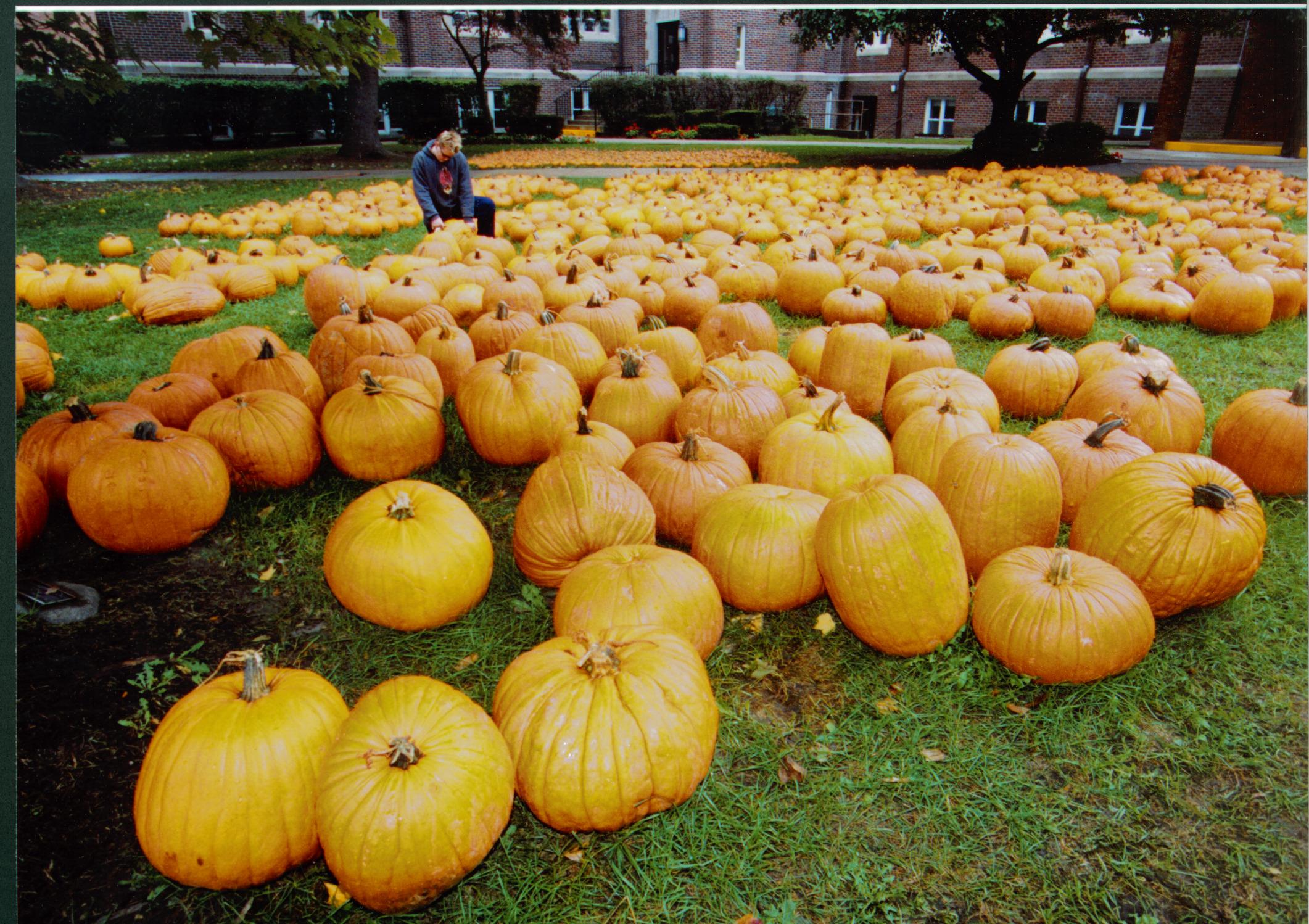 Pumpkin Sale