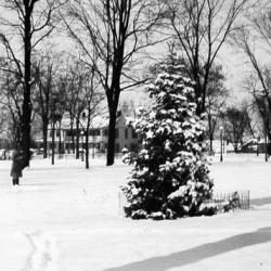 Black and white photo of a pine tree covered in snow