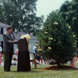 David Spellacy Memorial Tree