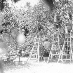 Photograph of Cherry Pickers on the Brown Fruit Farm