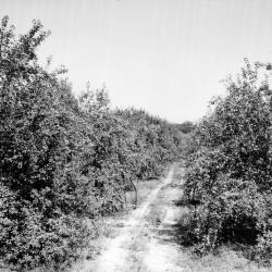 Photograph of Trees at the Brown Fruit Farm