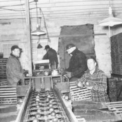 Photograph of Workers Grading Apples on the Brown Fruit Farm