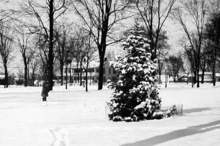Black and white photo of a pine tree covered in snow