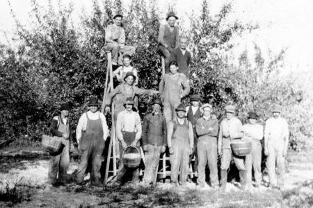 Photograph of an Apple Picking Crew on the Brown Fruit Farm